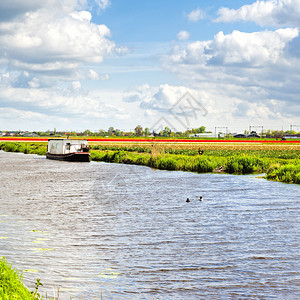 在荷兰排水渠附近的一个荷兰春季花园中在荷兰郁金香田之间灌溉运河上的豪华船将花朵杂交在一起图片