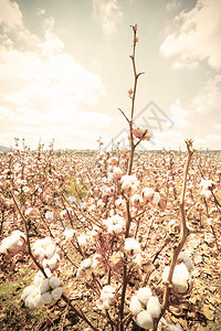 准备在以色列天空下收割的棉花田背景大型植物关闭Retro风格图片
