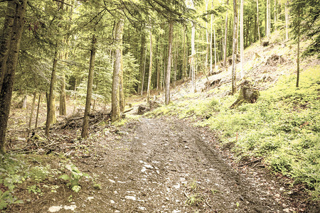 Austrian阿尔卑斯山的茂密森林中足道雨季图片