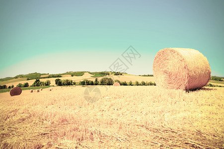 托斯卡纳小麦田的风景图片
