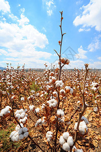 准备在以色列天空下收割的棉花田背景图片
