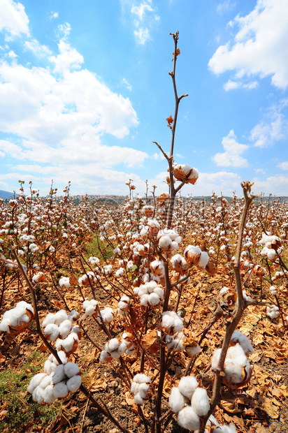 准备在以色列天空下收割的棉花田背景图片