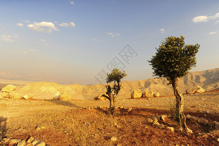 以色列沙漠中令人惊叹的景观中橄榄树图片