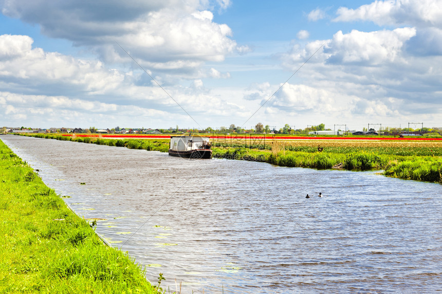在荷兰排水渠附近的一个荷兰春季花园中在荷兰郁金香田之间灌溉运河上的豪华船将花朵杂交在一起图片