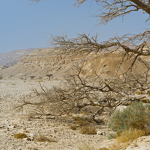 生活在以色列内盖夫沙漠无生命的穷尽中东令人发指的景色和自然质图片