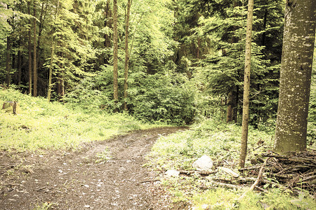 Austrian阿尔卑斯山的茂密森林中足道雨季图片