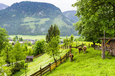 奥地利农村森林田地草和村庄覆盖着奥地大草原和雨的清晨雾图片