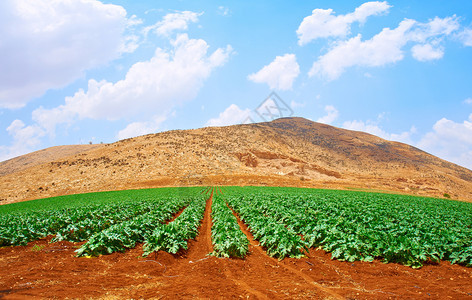 以色列Samaria山丘背景的南瓜种植园绿行图片