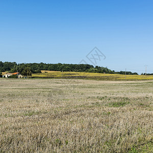 在法国收获后可耕地上种的白向日葵田和贫瘠的农舍背景图片