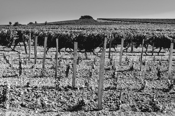 法国葡萄的工业增长法国葡萄种植场在收割前围着一排美丽的葡萄园图片
