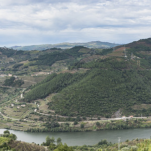 葡萄牙杜罗河地区的葡萄园图片