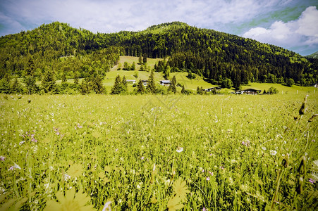 奥地利的森林田牧场和草原景观与绿山背下的森林牧场和草原图片