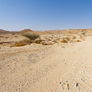 以色列内盖夫沙漠无穷尽的干枯树中东令人窒息的景色和自然质图片