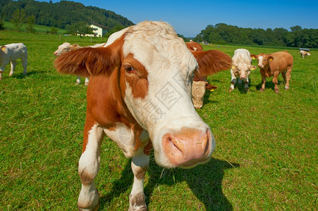 牧场上的牛背景图片 牧场上的牛背景素材 牧场上的牛底图 摄图网