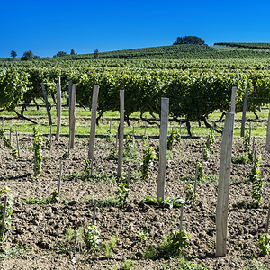 法国葡萄的工业增长法国葡萄种植场在收割前围着一排美丽的葡萄园图片