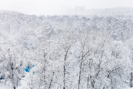 莫斯科市蒂米里亚泽夫斯基公园冬季的雪覆盖树木图片