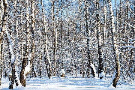 莫斯科市蒂米里亚泽夫斯基公园树林中白昼阳光明媚的寒日图片