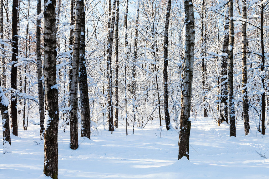 莫斯科公园雪林中裸露的树干图片