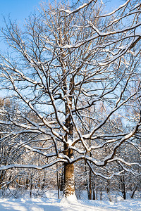 莫斯科城市蒂米里亚泽夫斯基公园的雪覆盖橡树图片