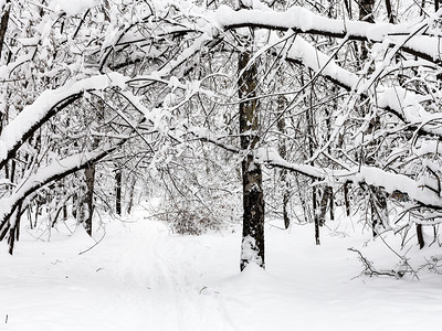 莫斯科市Timiryazevskiy公园的雪林中图片