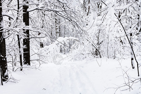 莫斯科市Timiryazevskiy公园的雪林中横跨冬季日图片