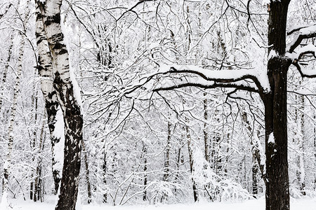 莫斯科市Timiryazevskiy公园雪林中的树枝和橡图片