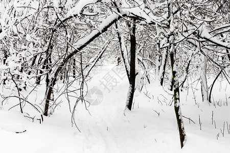 莫斯科市Timiryazevskiy公园暴风雪的冬季日图片