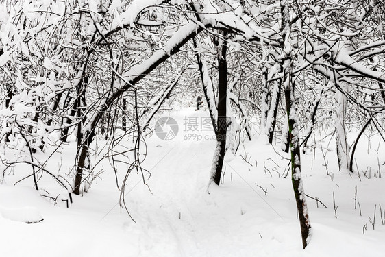 莫斯科市Timiryazevskiy公园暴风雪的冬季日图片