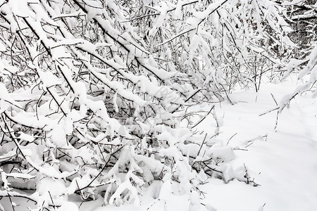 莫斯科市Timiryazevskiy公园雪林中覆盖的灌木丛图片