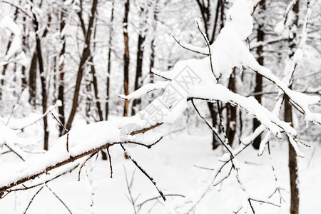在莫斯科市Timiryazevskiy公园的雪林中被覆盖的树枝关闭图片