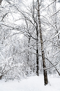 莫斯科市Timiryazevskiy公园冬季森林中的白雪树和其他木图片