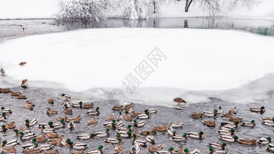 在冬季降雪的莫斯科市蒂米里亚泽夫斯基公园的池塘中游泳图片