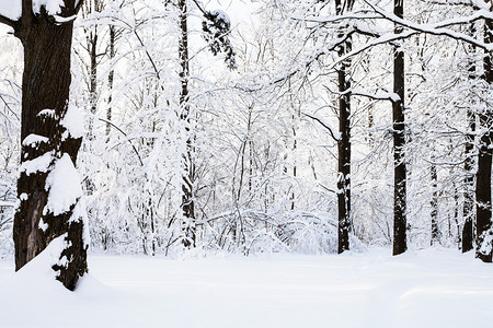 莫斯科市Timiryazevskiy森林公园的雪地草图片