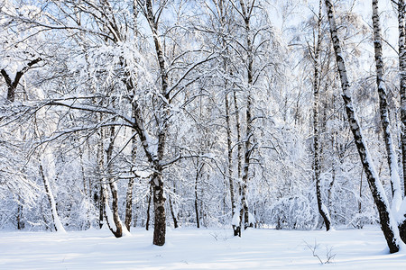 莫斯科市雪地蒂米里亚泽夫斯基森林公园中图片