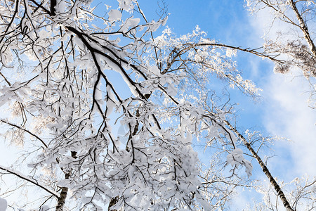 莫斯科市Timiryazevskiy森林公园下层雪覆盖树木的景象图片