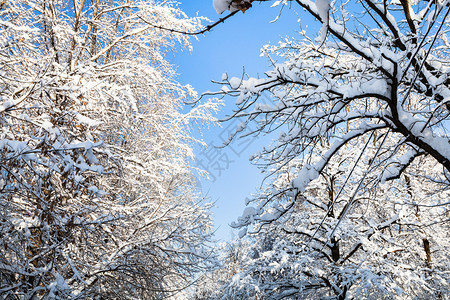 莫斯科市Timiryazevskiy森林公园中雪覆盖的树木之间蓝天底部景色图片