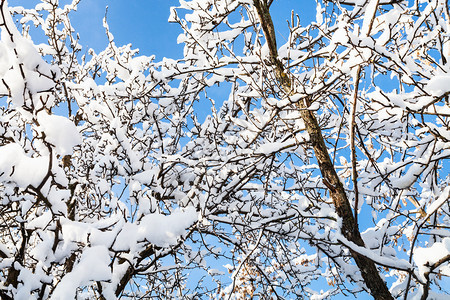 莫斯科市Timiryazevskiy森林公园下层雪覆盖的树枝图片