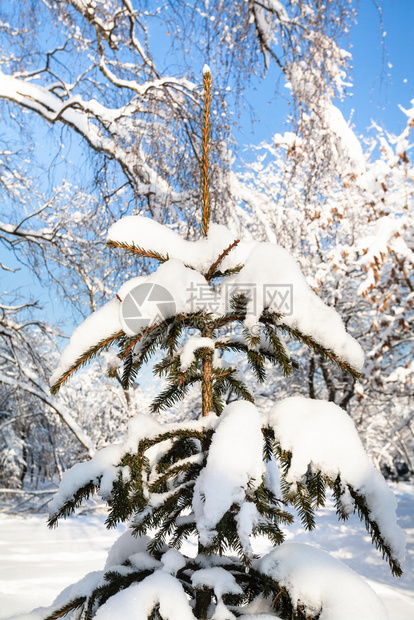 在阳光明媚的冬季日莫斯科市雪城公园中覆盖的fir树图片