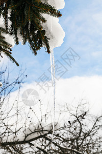 在阳光明媚的冬天雪融的冰柱在覆盖的树枝上图片