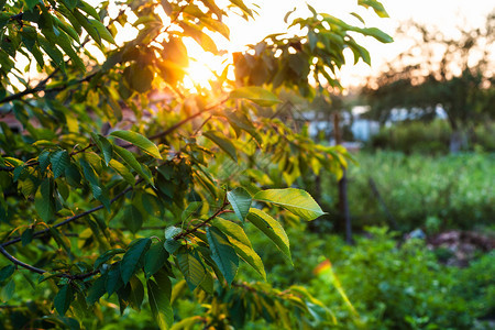 俄罗斯库班地区夏夜在花园的日落光照亮樱树枝图片