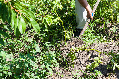 在俄罗斯库班地区阳光明媚的夏日农民在菜园中挖土豆灌木丛图片
