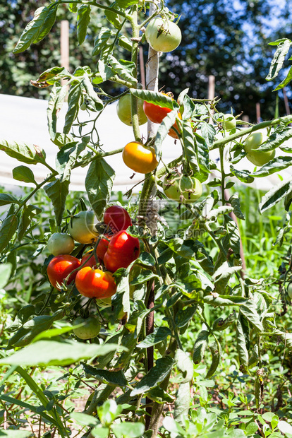 俄罗斯库班地区阳光明媚的夏日蔬菜园中靠近温室的番茄灌木图片