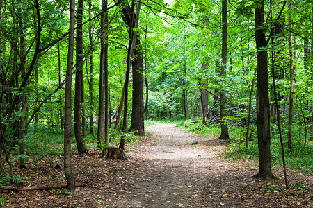 八月在莫斯科蒂米里亚泽夫斯基公园的绿色森林里的小径图片