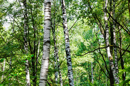 莫斯科Timiryazevskiy公园绿林中的树木图片