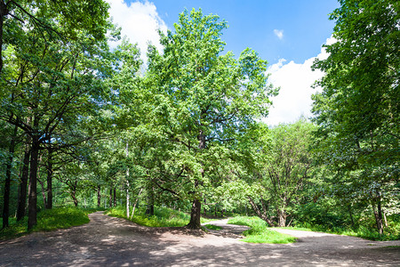 莫斯科Timiryazevskiy公园的森林角上橡树图片