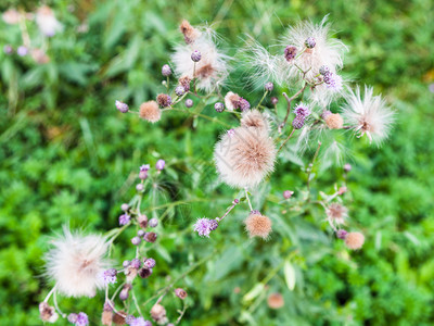 夏季莫斯科蒂米里亚泽夫斯基公园匍匐蓟植物的种子和花朵图片