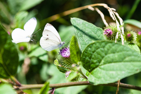 莫斯科Timiryazevskiy公园大布洛克工厂花朵上的大白蝴蝶图片