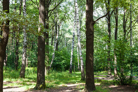 塔米里亚泽夫斯基公园的橡树绿林和枝图片