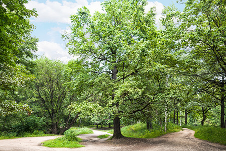 莫斯科Timiryazevskiy公园的大橡树在阳光明媚的夏日图片