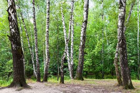 莫斯科Timiryazevskiy公园绿林中草地上的树枝图片
